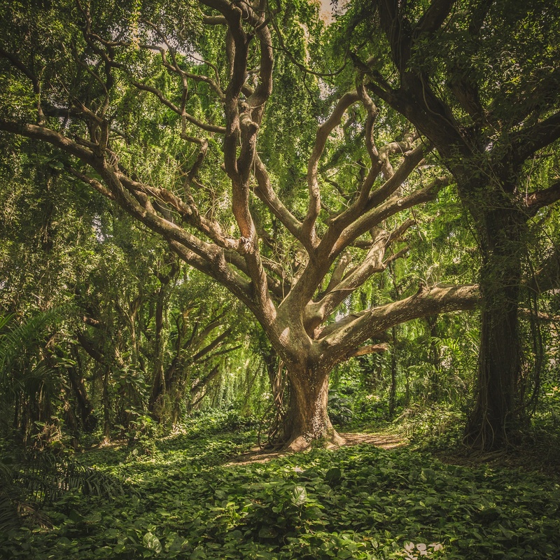 How to Develop an Opportunity Solution Tree